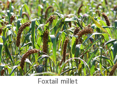 foxtail millet