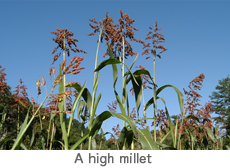 a hidh millet