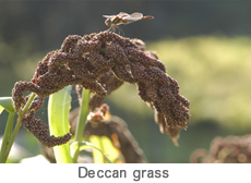 Deccan grass